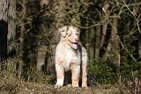 BERGER AUSTRALIEN PUPPIES 630